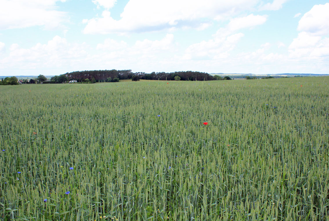 Ackerfläche auf Usedom - Die geniale Option zur Selbstversorgung