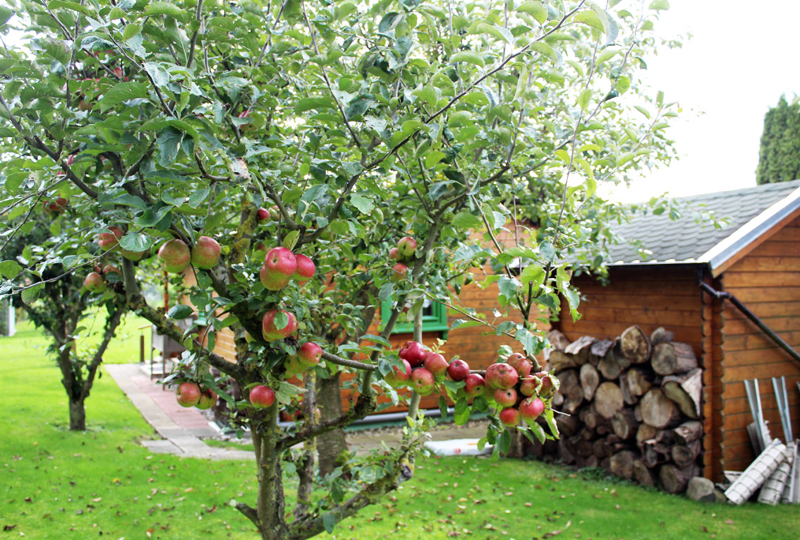 Apfelbaum.jpg
